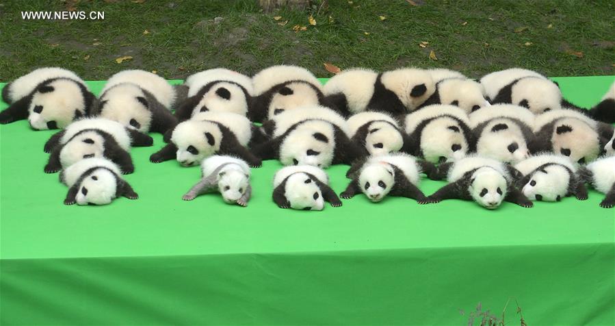 23 baby giant pandas born in 2016 make debut in Chengdu