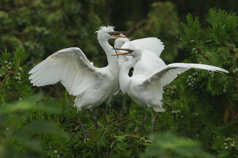 Egrets seen in East China