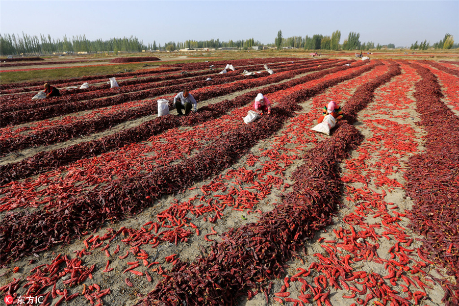 Harvesting bright red chilies in Xinjiang