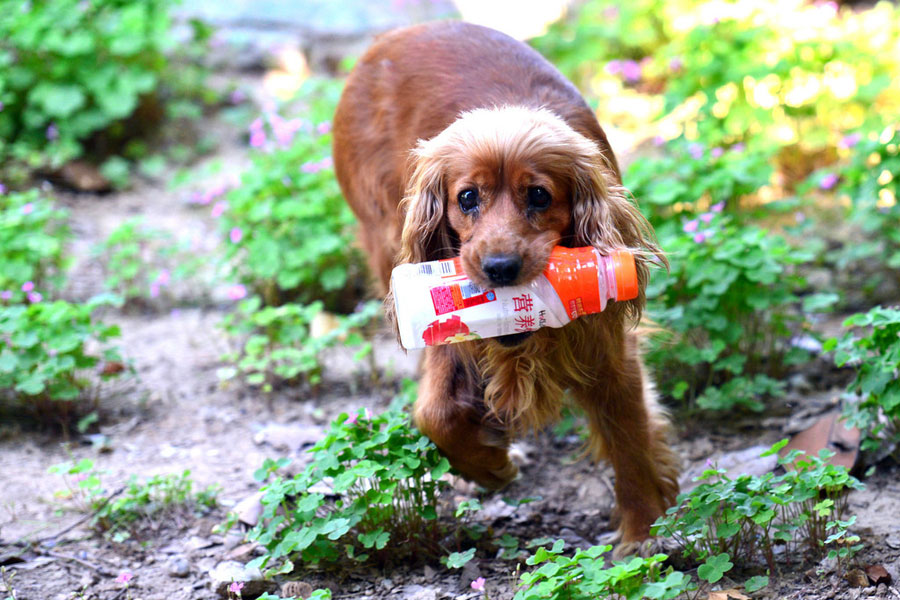 A cute dog and environment protector