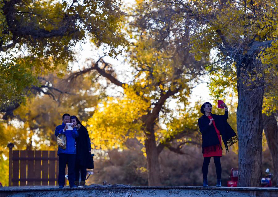 Ejin oasis in N China famous for diversiform-leaved poplar forests