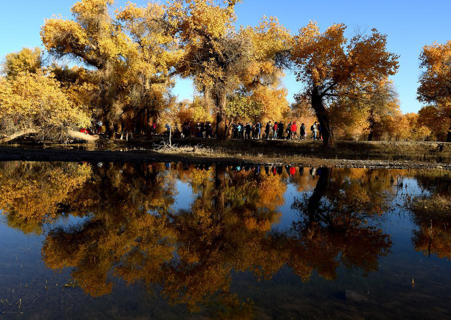 Ejin oasis in N China famous for diversiform-leaved poplar forests