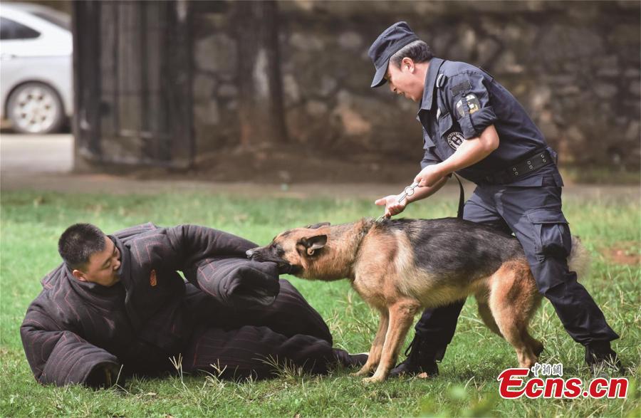 Police dogs receive training in Central China