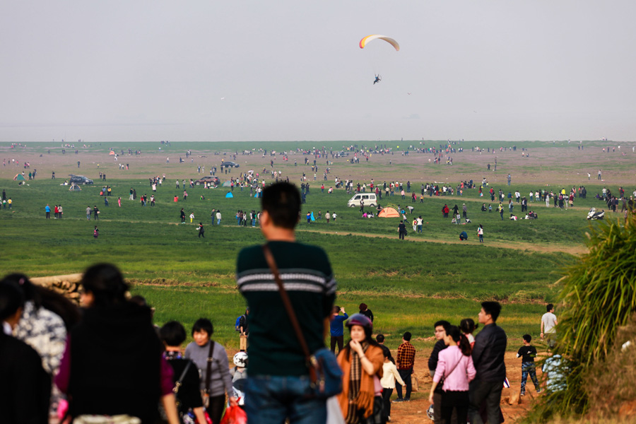 Sea of flowers in Poyang Lake