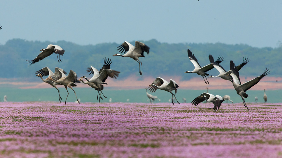 Sea of flowers in Poyang Lake