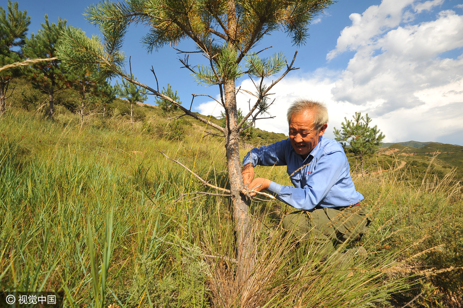 Man plants 500,000 trees over 26 years