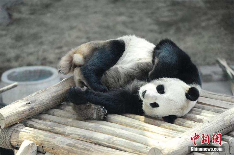 New home, new scenery: Giant pandas' first winter in NE China