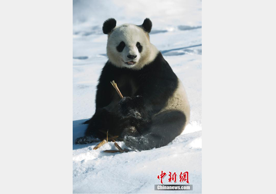 New home, new scenery: Giant pandas' first winter in NE China