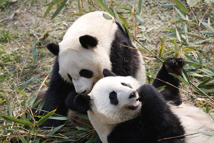 Panda pair born in US adapt to new home in Sichuan