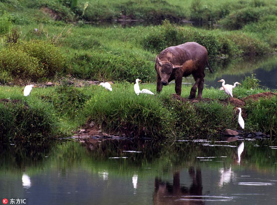 Rivers in Zhejiang run clear once more