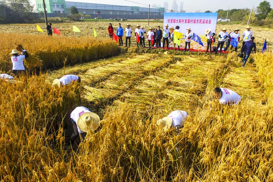 Villagers compete in rice harvest race