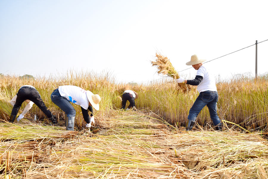 Villagers compete in rice harvest race