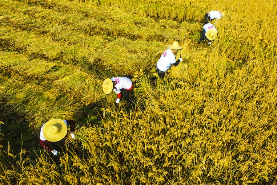 Villagers compete in rice harvest race