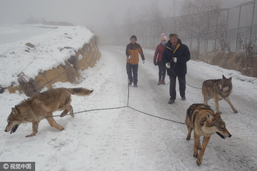 Family man raises 150 wolves in nine years