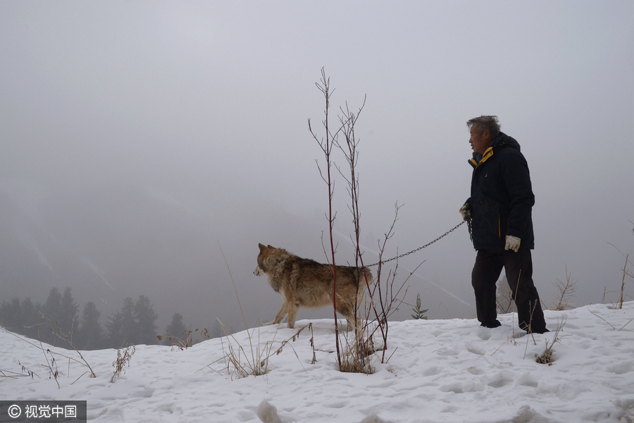 Family man raises 150 wolves in nine years