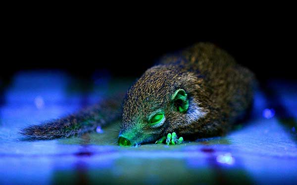 Genetically modified tree shrews to aid human health tests