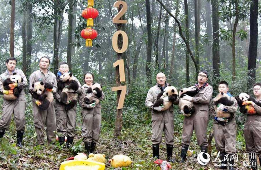 Panda cubs pose for New Year greetings in SW China