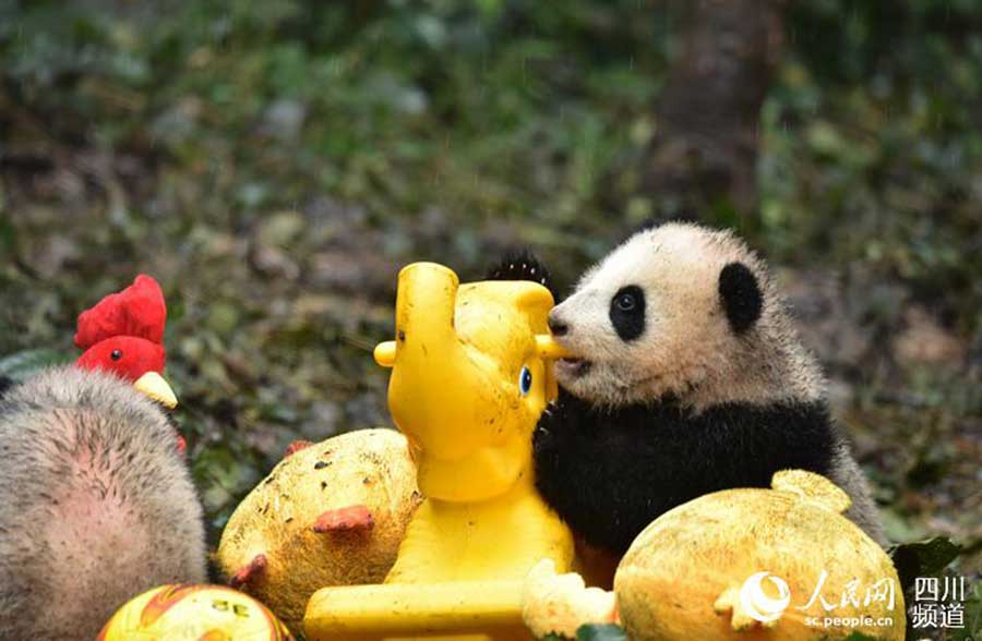 Panda cubs pose for New Year greetings in SW China