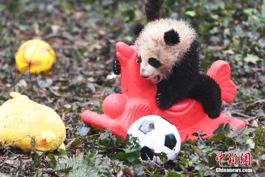 Panda cubs pose for New Year greetings in SW China