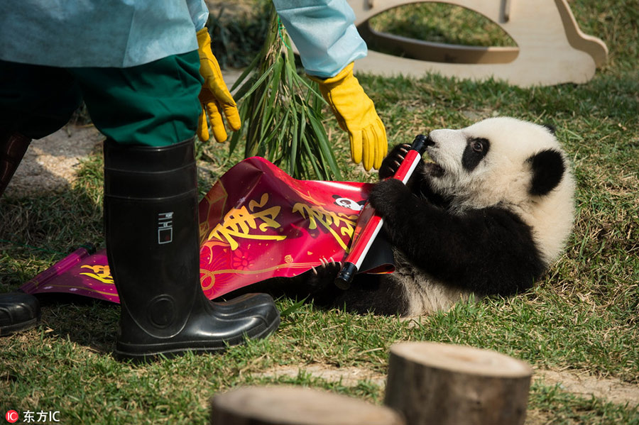 Panda cubs to meet public in Macao during Spring Festival