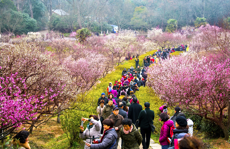 Early blooming flowers herald spring