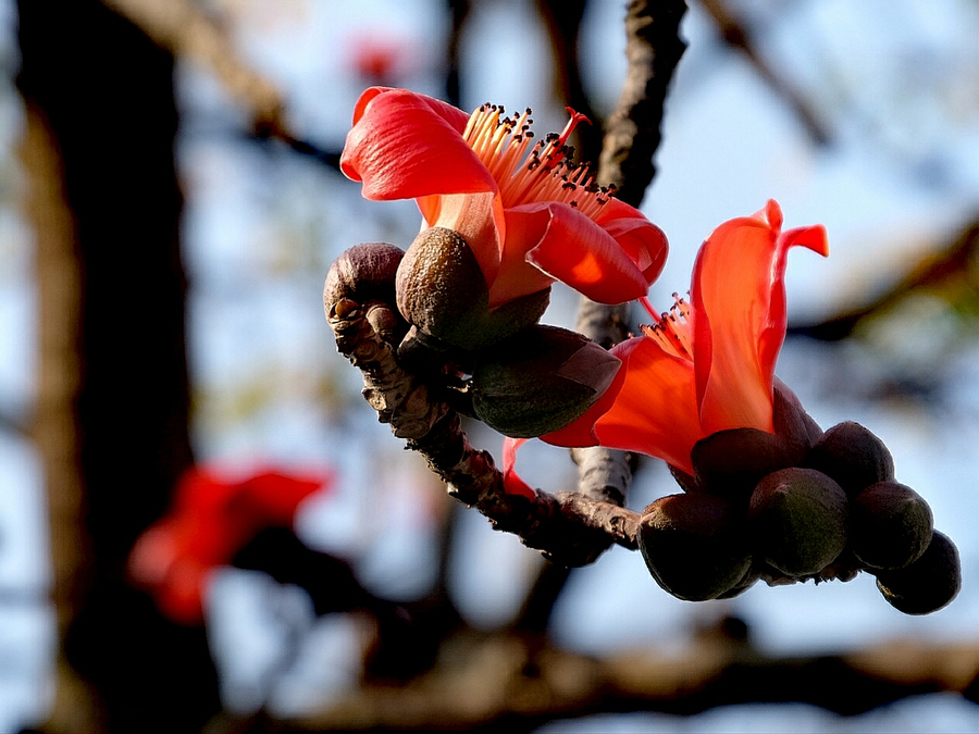 Early blooming flowers herald spring