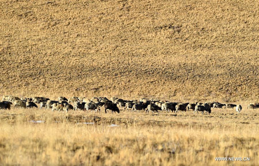 Annual migration of herds of sheep across world's highest lakes