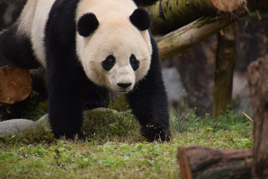 US-born panda Bao Bao adapts to new home in Sichuan