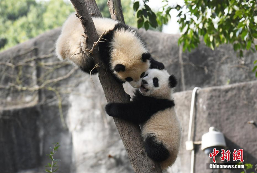 Panda cub dubbed 'the most needy' after video goes viral