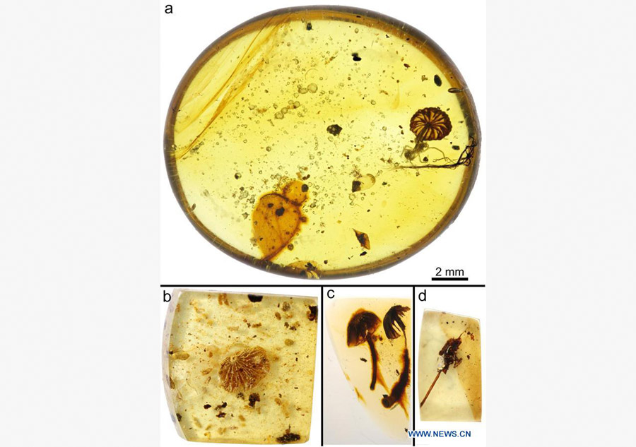 Scientists find earliest intact mushroom fossils