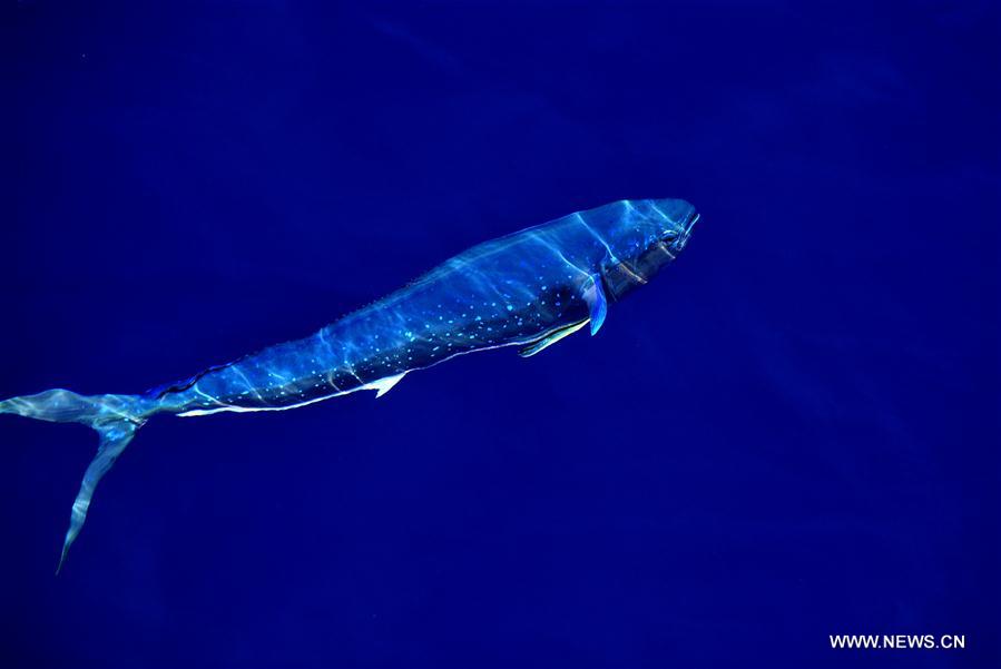 Dolphinfishes photographed in IODP expedition to South China Sea