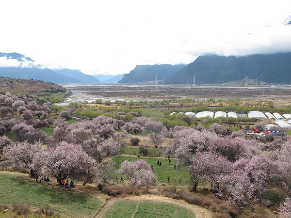 Boosting Tibetan village's economy through peach flower fest