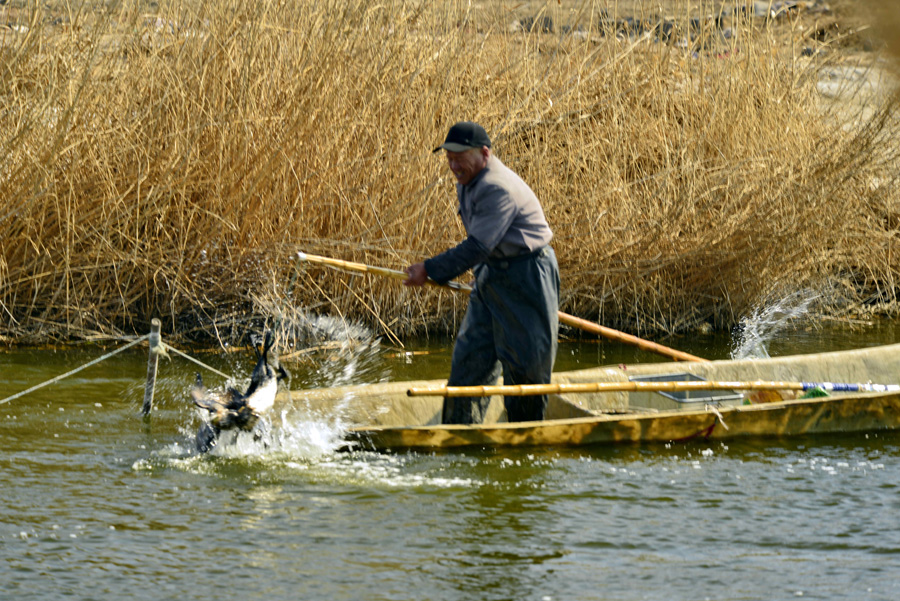 Making a living with fine-feathered friends