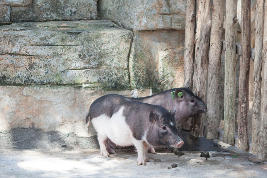 Cloned pig makes debut in Shenzhen wildlife park