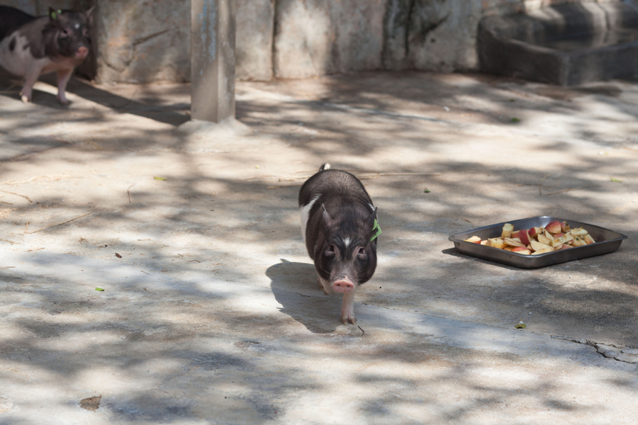 Cloned pig makes debut in Shenzhen wildlife park