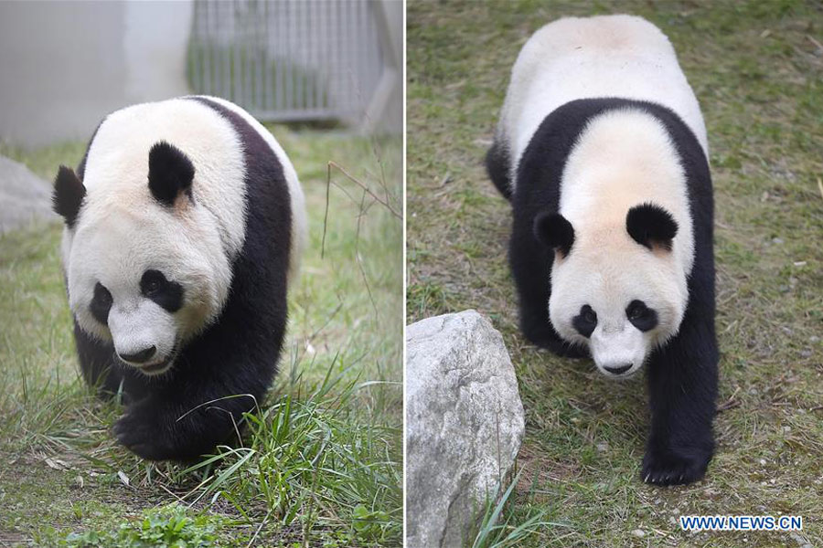 Panda cubs move to Dutch palace