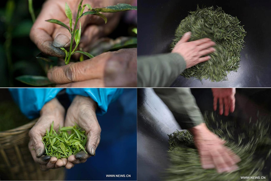 Organic tea gardens developed on Emei mountain in SW China