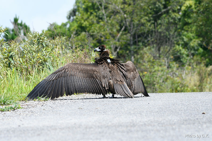 High hopes for happy end to vulture's journey