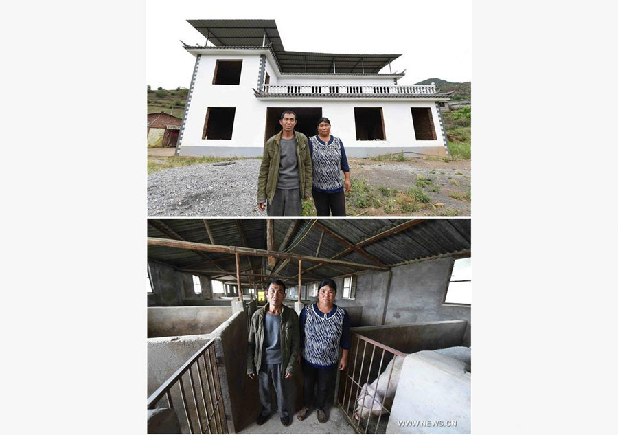 Pigs raising cooperative founded in Yunnan to alleviate poverty