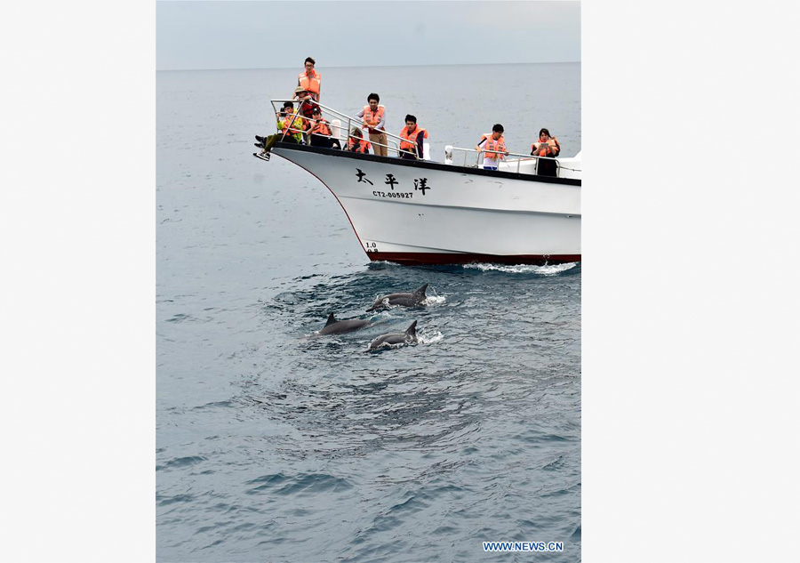 Dophin sightseeing in China's Taiwan