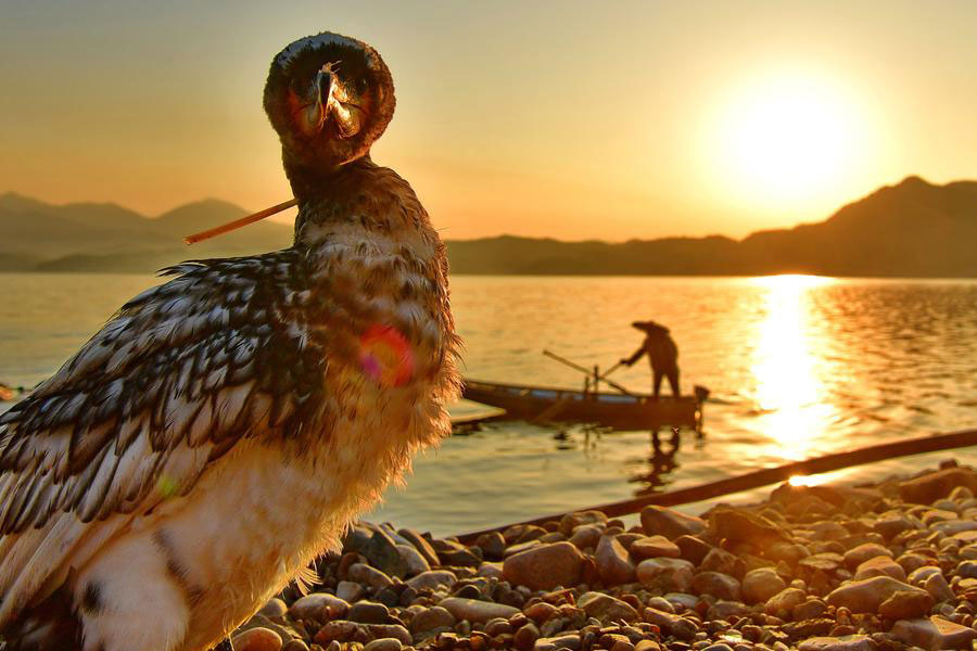 Traditional method of fishing with ospreys may disappear