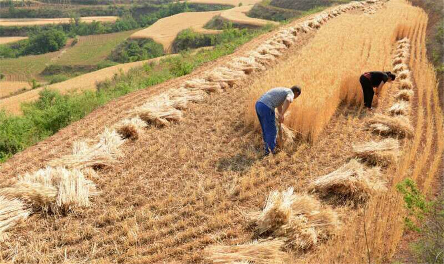 Harvest time for wheat reapers in Shanxi