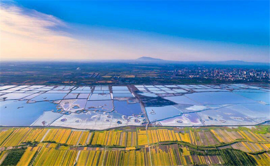 Harvest time for wheat reapers in Shanxi