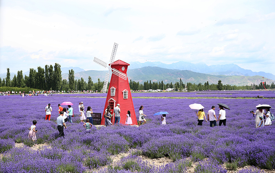 Lavenders bloom at Xinjiang's tourism festival