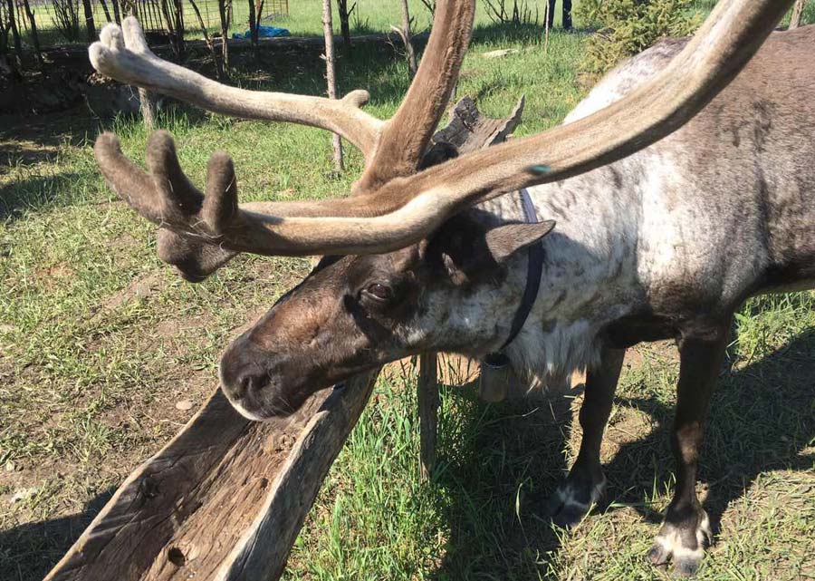 Chinese herdsmen find prosperity from reindeer tourism