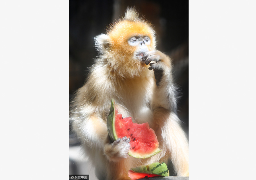 Zoo animals cool off in hot summer