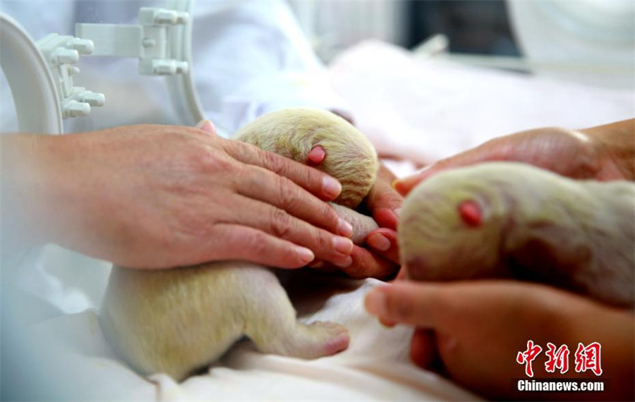 Pigeon pair polar bear born in E China