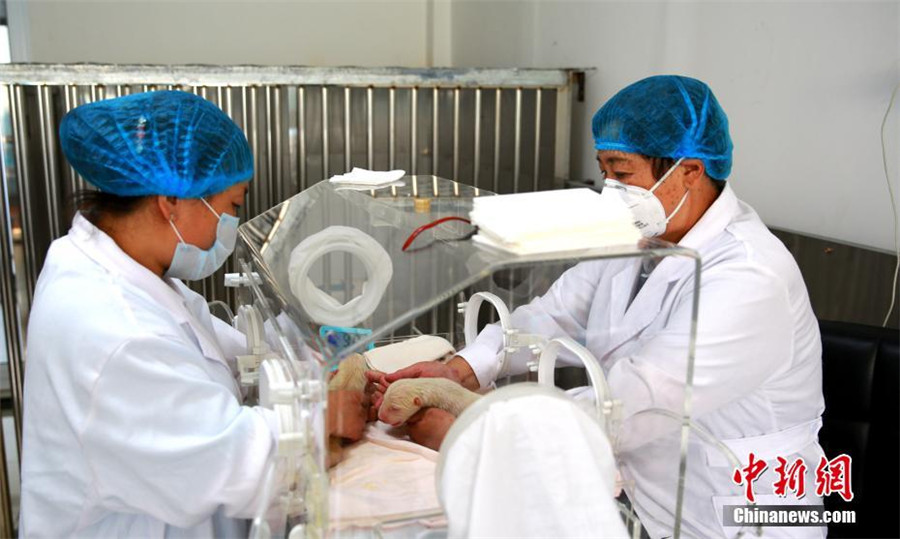 Pigeon pair polar bear born in E China