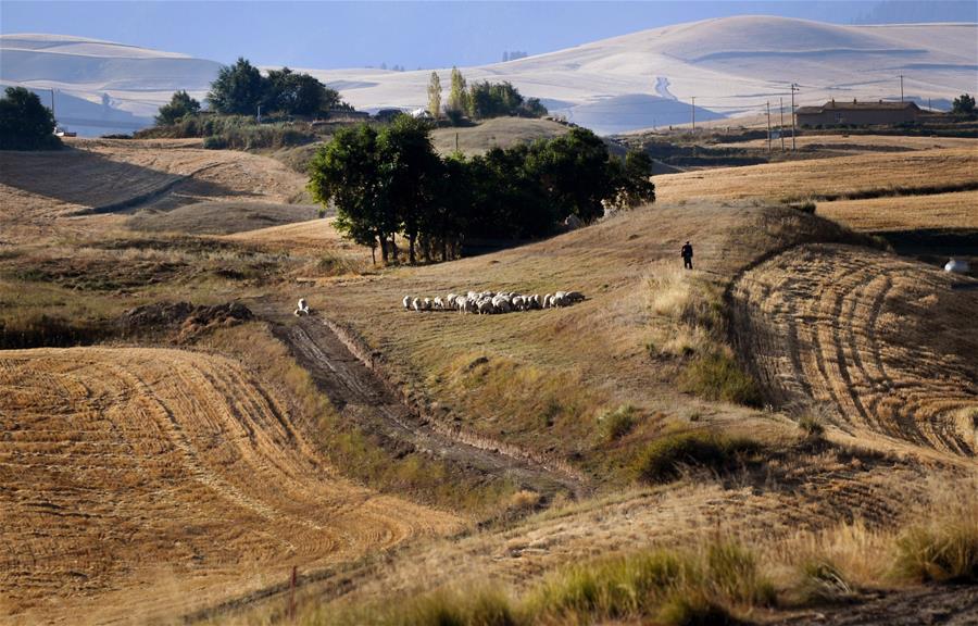 Harvest scenery of wheat fields in Xinjiang