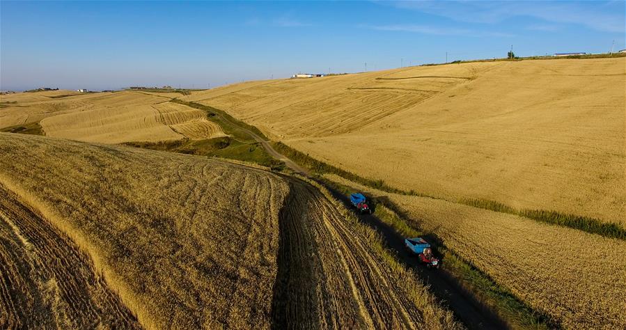 Harvest scenery of wheat fields in Xinjiang